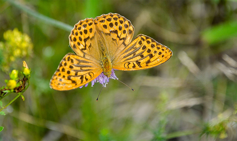 Argynnis_paphia_-_Silverstreckad_pärlemo