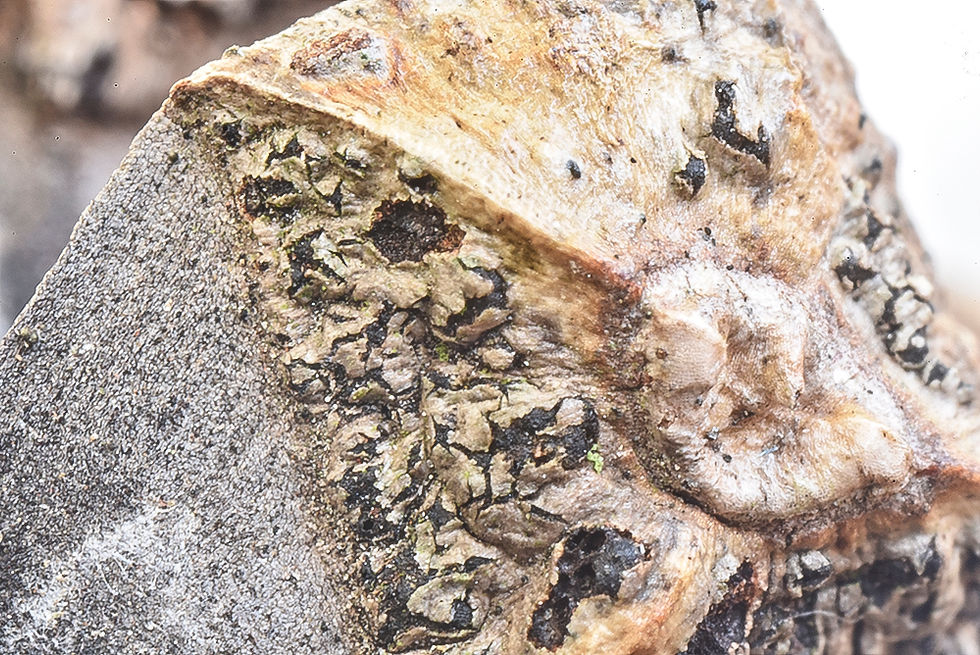 Sphaeropsis sapinea, syn. Diplodia sapinea. Sweden, Skåne, Helsingborg, Tallskogen