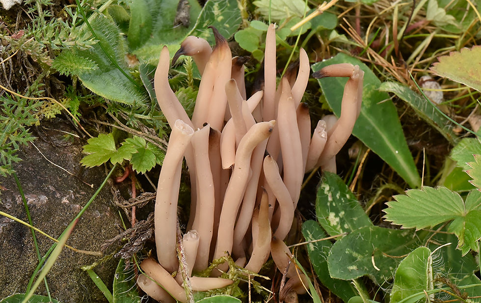 Clavaria fumosa - Rökfingersvamp. Boxholm, Ryckelsby, Rusthållartorpet, Gr