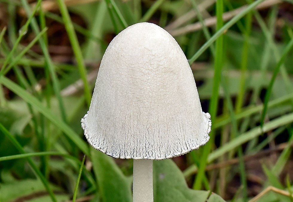 Snövit bläcksvamp - Coprinopsis nivea. Sweden, Skåne, Malmö, Bunkeflopstarnd