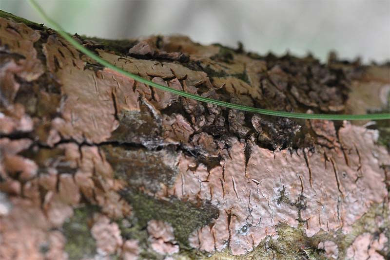 Peniophora incarnata - Tätskinn. Sweden, Skåne, Löddeköpinge, Järavallen. 2009-05-26. (2)