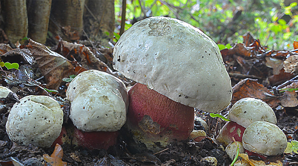 Rubroboletus satanas- Djävulssopp (EN)