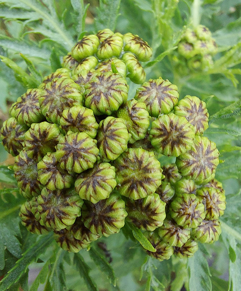 Tanacetum vulgare - Renfana
