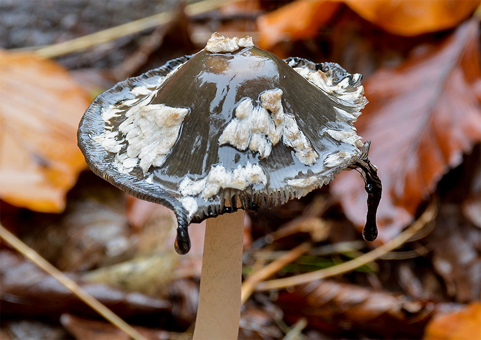 Coprinopsis picacea - Rutbläcksvamp. Sweden, Skåne, Eslöv, Stockamöllan. 2016-10-22. (13)