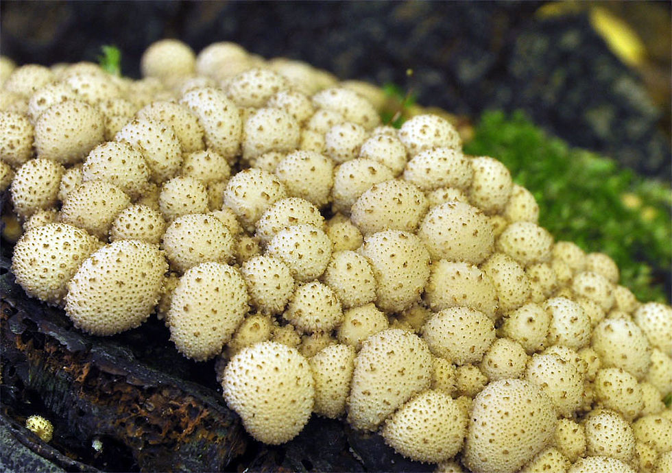 Lycoperdon_pyriforme_-_Gyttrad_röksvamp._Sweden,_Skåne,_Hässleholm_Hovdala_2013-09-07._(1)