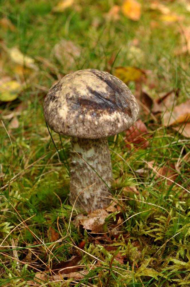 Leccinum variicolor - Fläcksopp. Sweden, Skåne, Söderåsens NLP, Kopparhatten. 2011-09-03. (1)