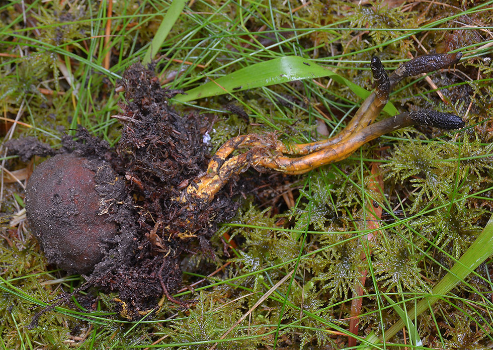 Tolypocladium ophioglossoides - Smal svampklubba. . Sweden, Dalsland, Bengtsfors, Dalarne. 2016-08-