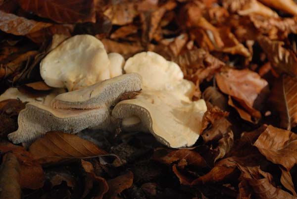 Hydnum repandum - Blek taggsvamp. Sweden, Skåne, Kvidinge, Kärreberga. 2007-10-22. (5)