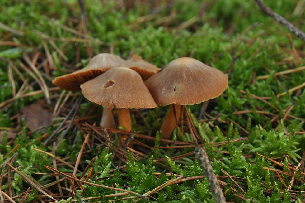 Cortinarius obtusus - Jodoformspindling. Sweden, Skåne, Yngsjö, Gropahålet. 2012-10-27. (2)