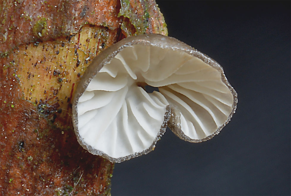 Hohenbuehelia_cyphelliformis_-Flädermussling._Sweden,_Skåne,_Helsingborg,_Miatorp_2016-02-11.__(2)