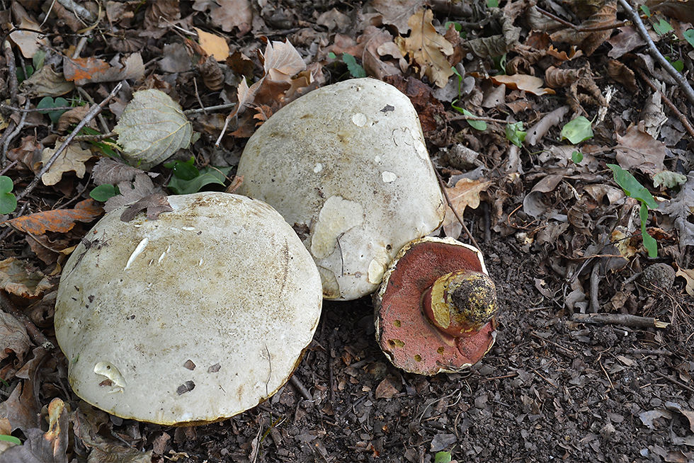 Rubroboletus satanas- Djävulssopp (EN)
