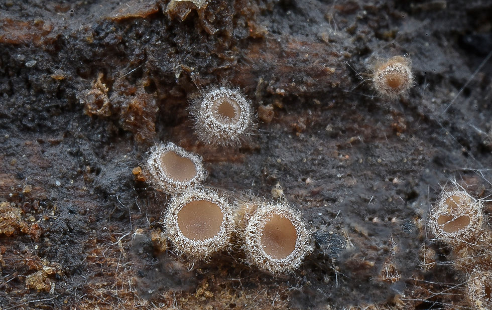 Lasiobelonium variegatum