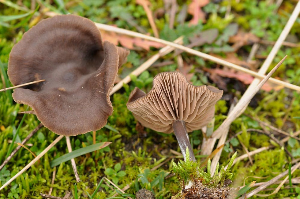 Entoloma sericeum - Silkesrödhätting. Sweden, Skåne, Råå, stranden västindieng. 2012-11-15. (1)