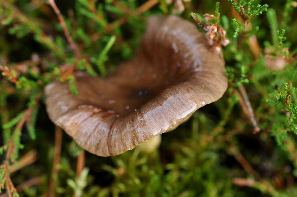 Hygrophorus_hypothejus_var._hypothejus_-_Frostvaxskivling.__Sweden,_Skåne,_Vomb,_Vombs_Fure._2012-11
