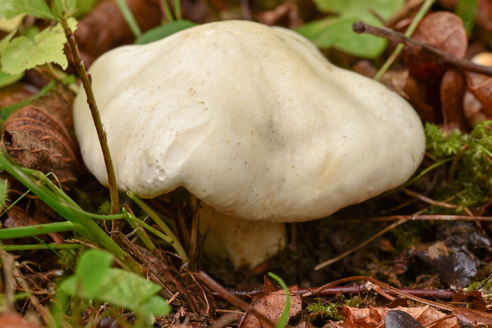 Hygrophorus_penarioides_-_Ekgräddvaxskiv