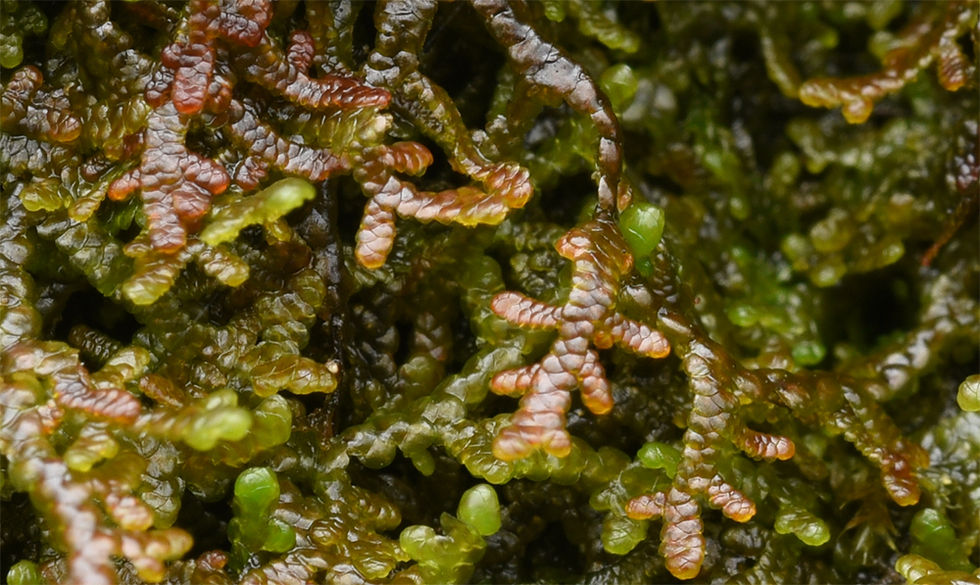 Frullania_tamarisci_-_Klippfrullania