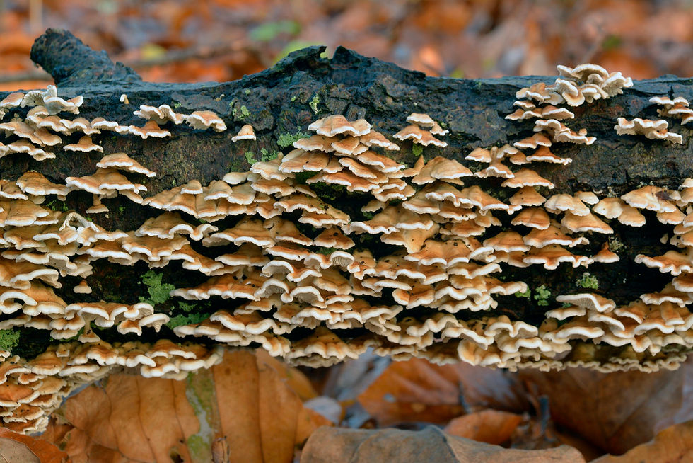 Plicaturopsis_crispa_-_Kantarellmussling.Sweden,_Skåne,_Helsingborg,_Välaskogen._2014-11-24._(17)