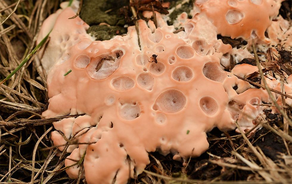 Abortiporus biennis - Klumpticka