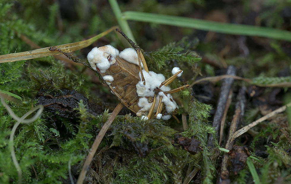 Beauveria bassiana - Muskardinmögel