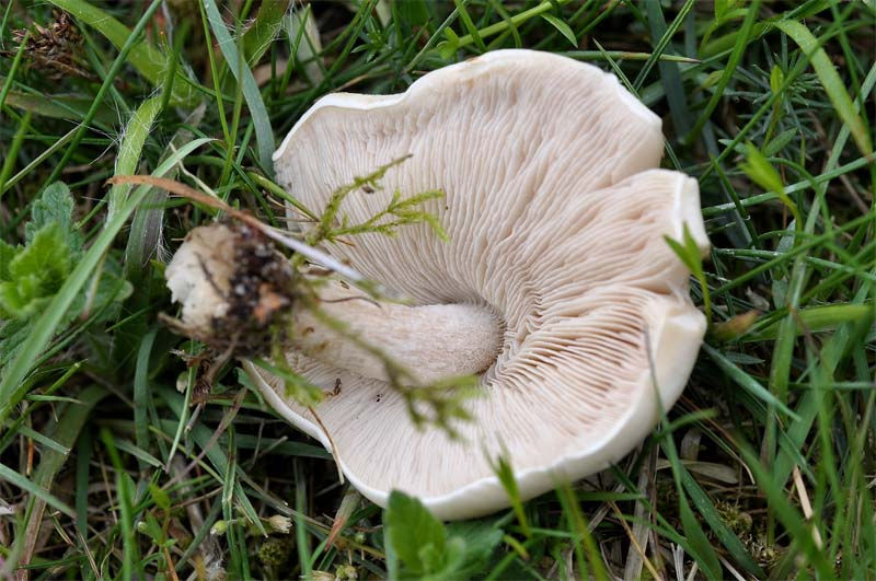 Calocybe gambosa - Vårmusseron. Sweden, Skåne, Löddeköpinge, Järavallen. 2010-05-26. (1)