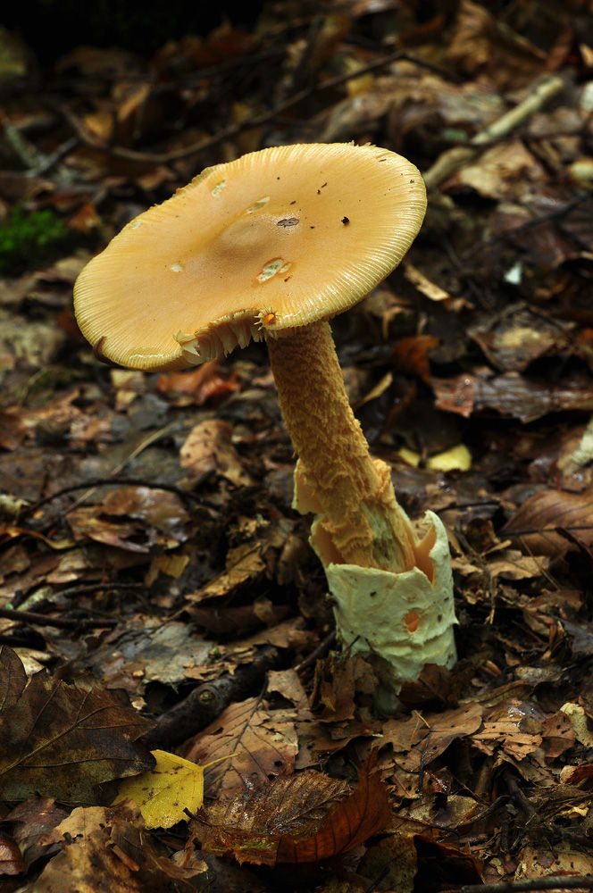 Amanita crocea - Orange kamskivling. Sweden, Skåne, Söderåsen, Skäralid. 2014-09-21, (1)