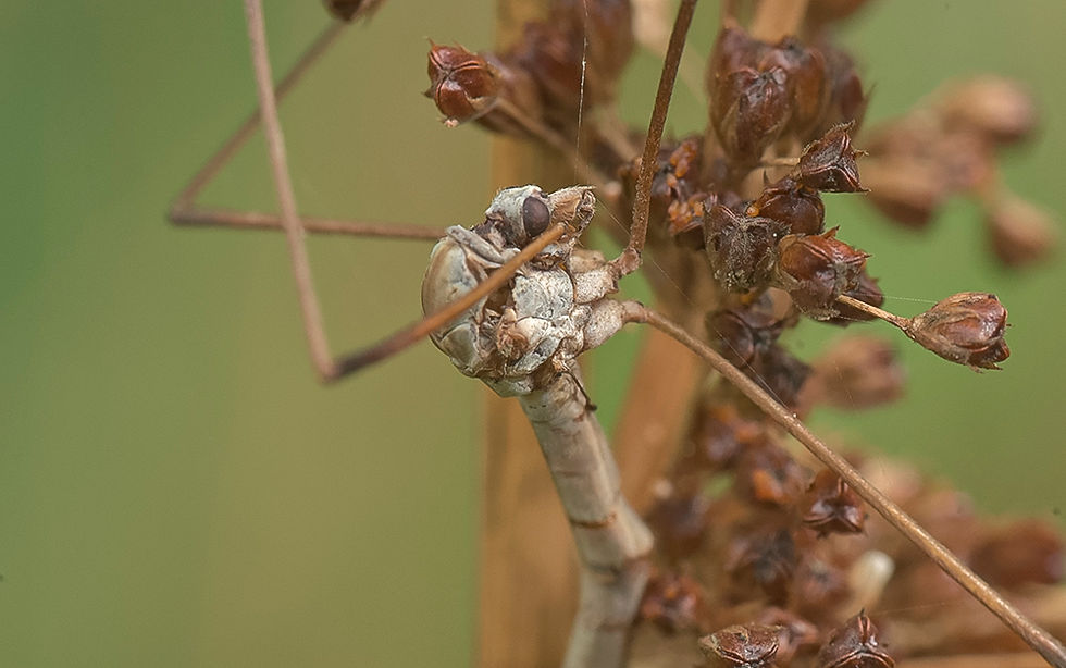 Eryniopsis caroliniana