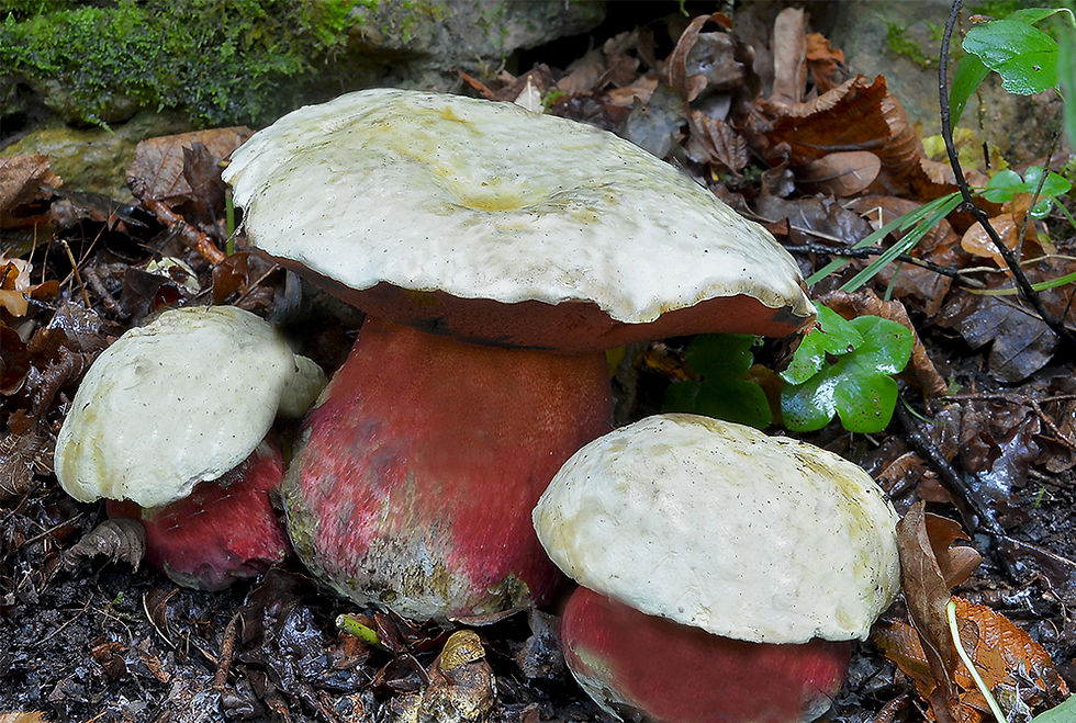 Rubroboletus satanas- Djävulssopp (EN)