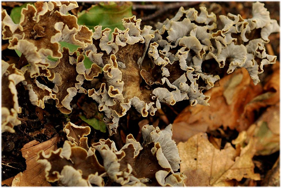 Craterellus_sinuosus_-_Kruskantarell._Sweden,_Skåne_Sjöbo,_Fyledalen._2011-09-09._(2)