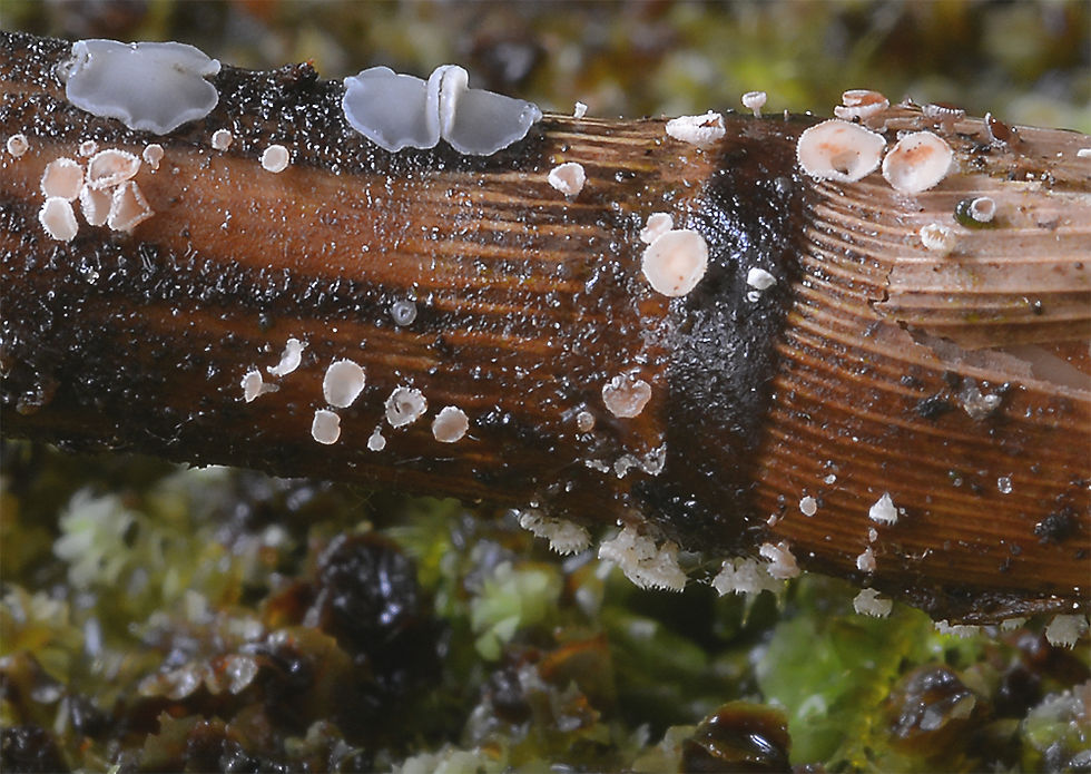 Lachnum_controversum._och_Mollisia_hydrophila._Sweden,_Skåne,_Bjuv,_Maglaby_kärr._2016-06-19.__(2)