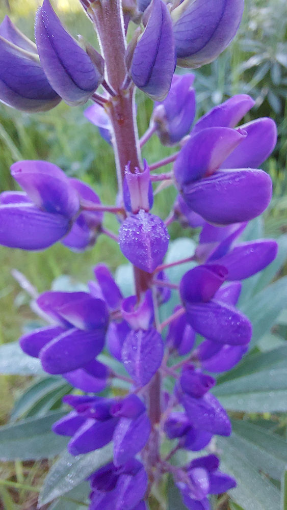 Lupinus polyphyllus - Blomsterlupin. Sweden, Skåne, Höganäs, Lerberget. 2024-05-25 (1)