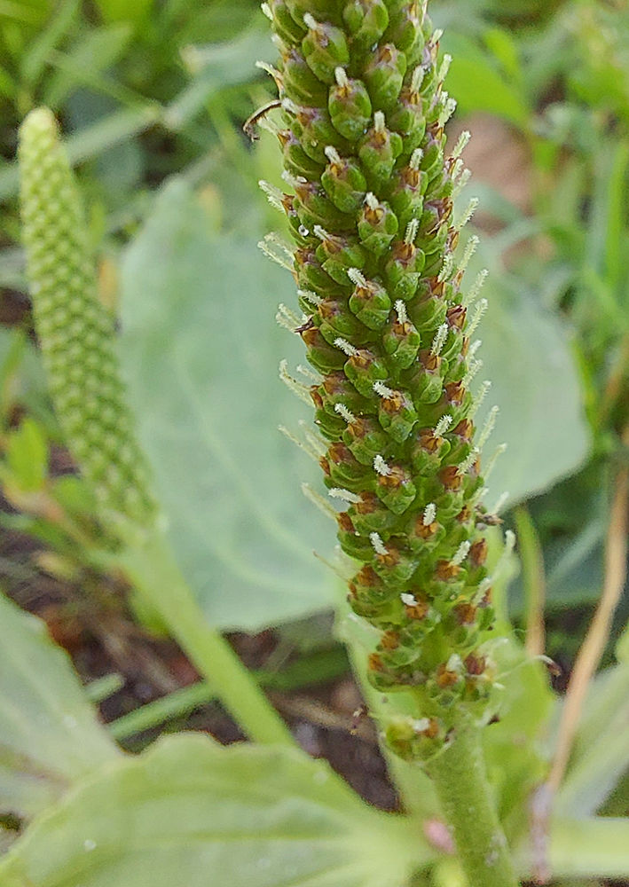 Plantago major - Groblad. Sweden, Skåne, Höganäs, Lerbergsskogen. 2024-06-17 (1)