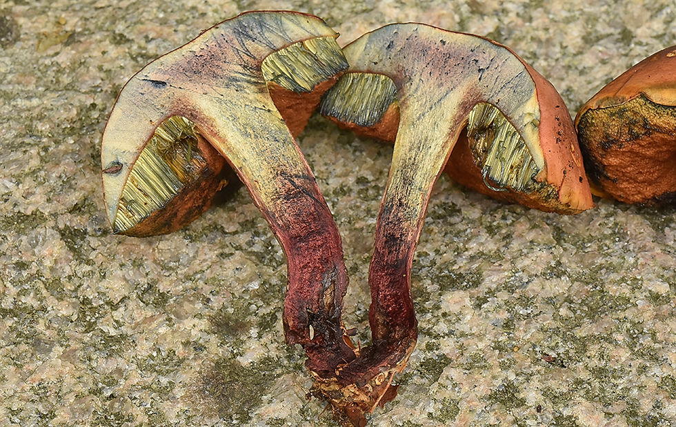 Suillellus queletii - Flamsopp. Sweden, Skåne, Arkelstorp, Bökenäset 2021-08-29 (1)