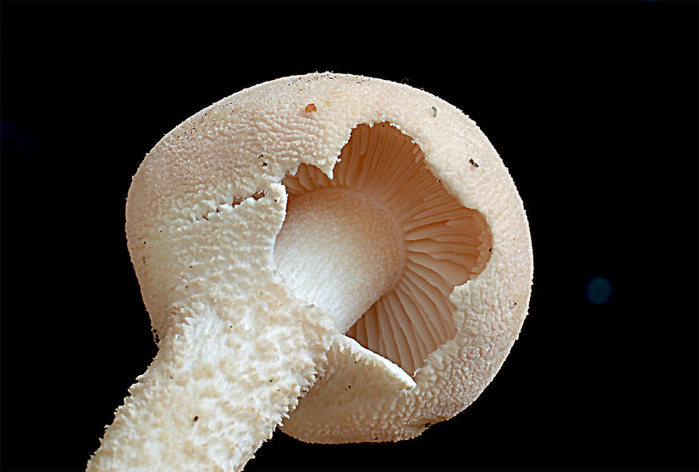 Crystoderma carcharis - Rödgrå grynskivling. Sweden, Skåne, Bjärnum, Vedema.. 2015-09-20 (1)