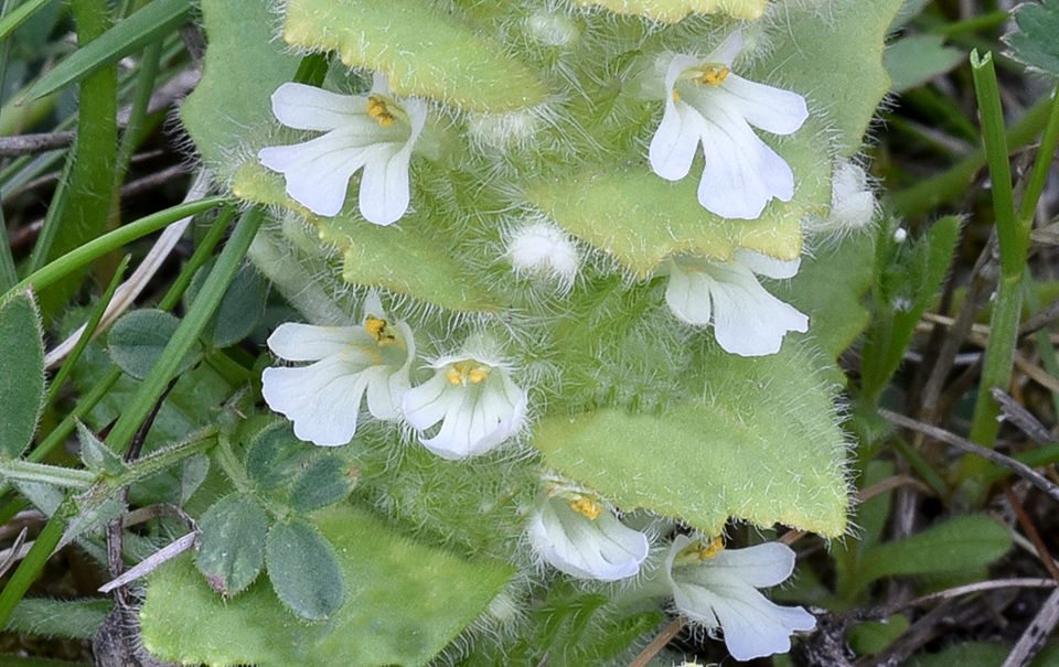 Ajuga pyramidalis - vit blåsuga. Sweden, Småland, Gunnebo, Gölerum. 2021-05-13 (3)