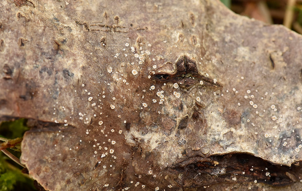 Crepidotus pallidus - Diskskinn. Sweden, Skåne, Brunnby, Skäret, Nabbens NV