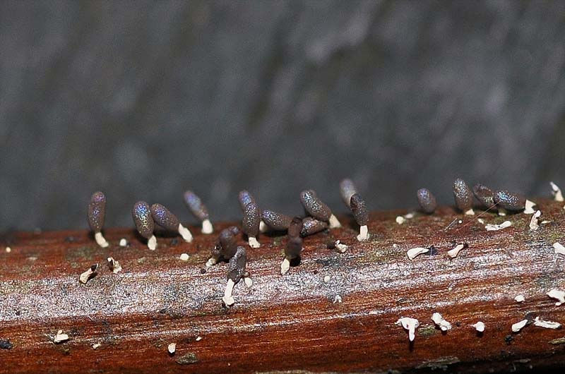 Diachea leucopodia. Sweden, Skåne, Söderåsen, Skäralid. 2010-08-13. (9)