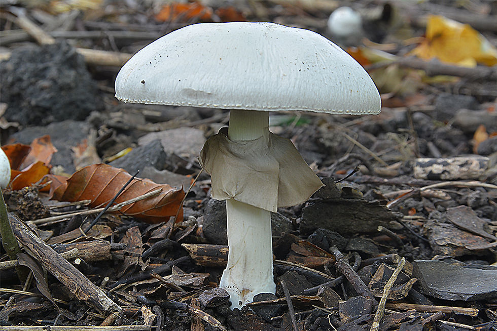 Agaricus xanthoderma - Karbolchampinjon. Sweden, Skåne, Vallåkra, Råådalen. 2015-10-02 (7)