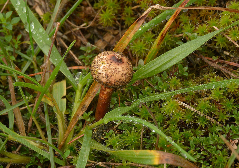 Tulostoma melanocyclum - Mörk stjälkröksvamp (EN). Sweden, Skåne, Maglehem, Kumlan. 2014-12-06. (15