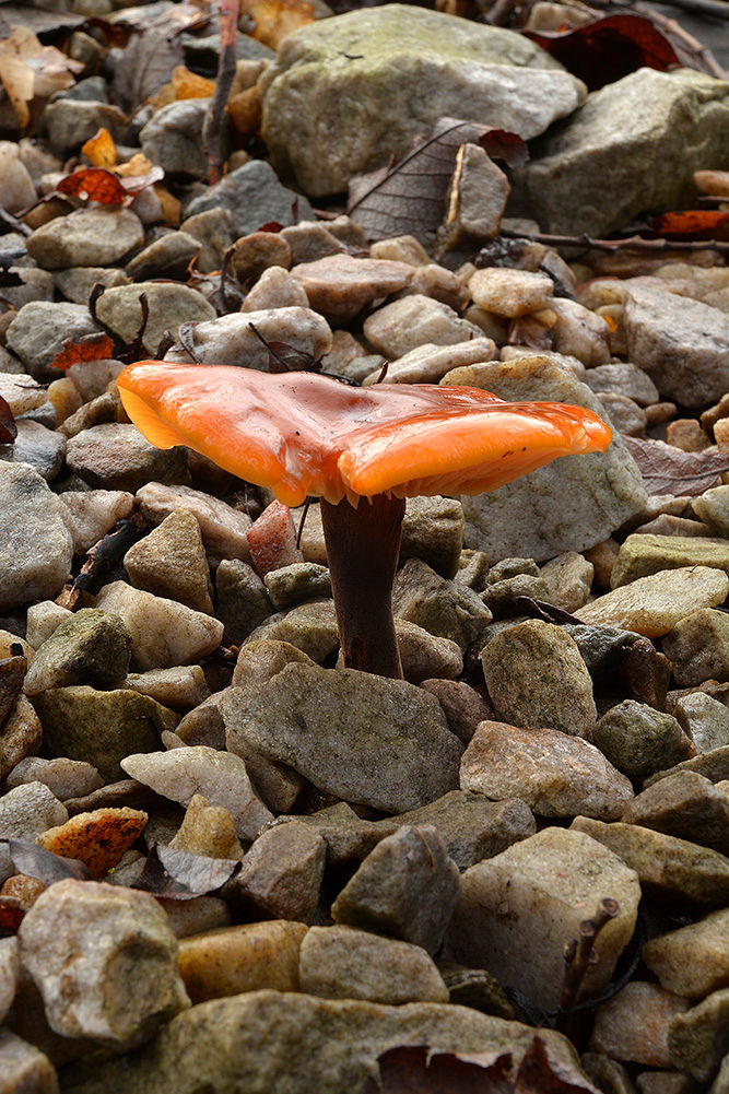 Flammulina_velutipes_-_Vinterskivling._Sweden,_Skåne,_Lund,_Lyckebacken_2015-02-01._(2)