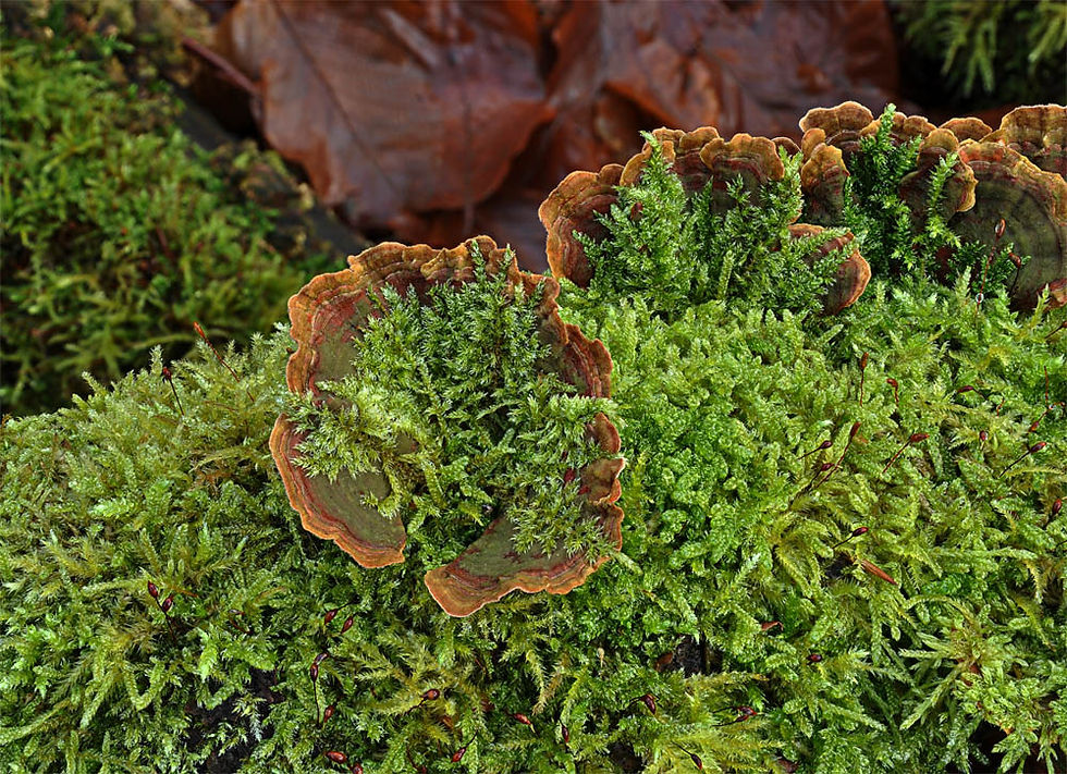Stereum_subtomentosum_-_Sammetsskinn._Sweden,_Skåne_Helsingborg,_Välaskogen_2013-01-05._(3)