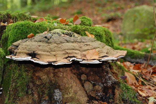 Ganoderma_lipsiense_-_Platticka._Sweden,_Skåne.__(12)