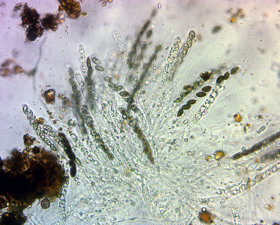 Hypoxylon petriniae