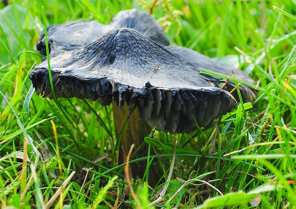 Hygrocybe_conica_-_Toppvaxskivling._Sweden,_Skåne,_Grevie,_Grevie_backar_2014-10-04.__(1)