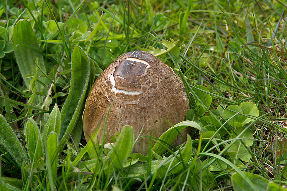 Coprinopsis atramentaria - Grå bläcksvamp. Sweden, Skåne, Glumslöv, Sundvik. 2017-04-28.