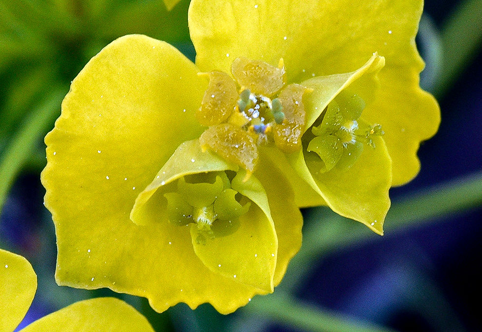 Euphorbia cyparissias - Vårtörel. Sweden, Skåne, Höganäs, Lerbergsskogen. 2024-05-08