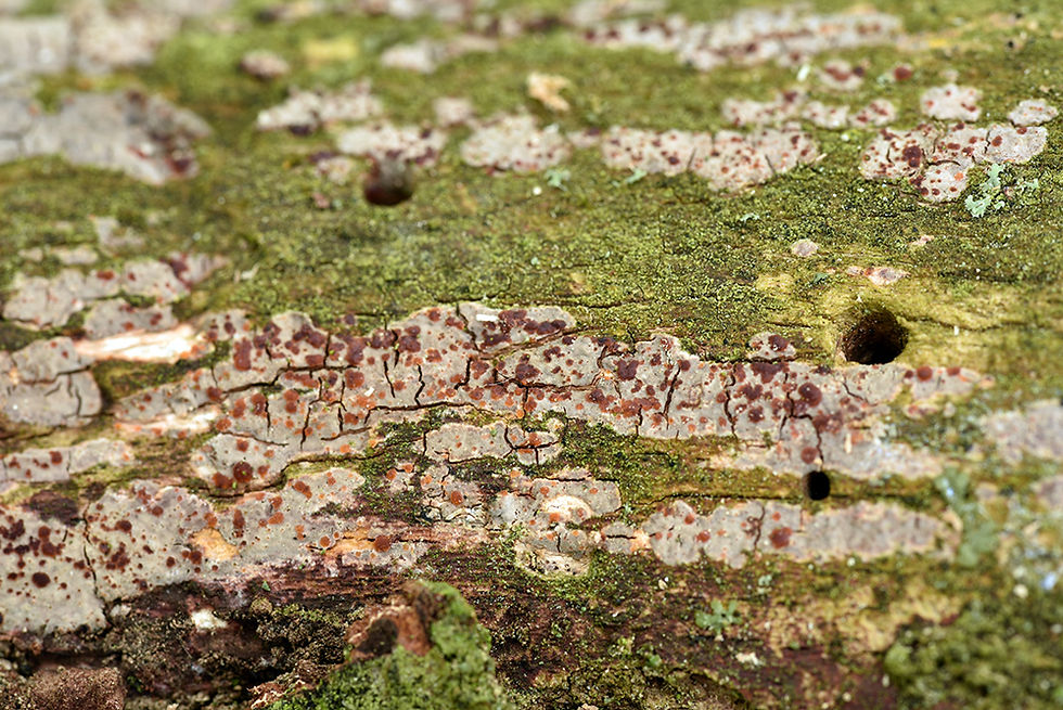 Tremella_versicolor