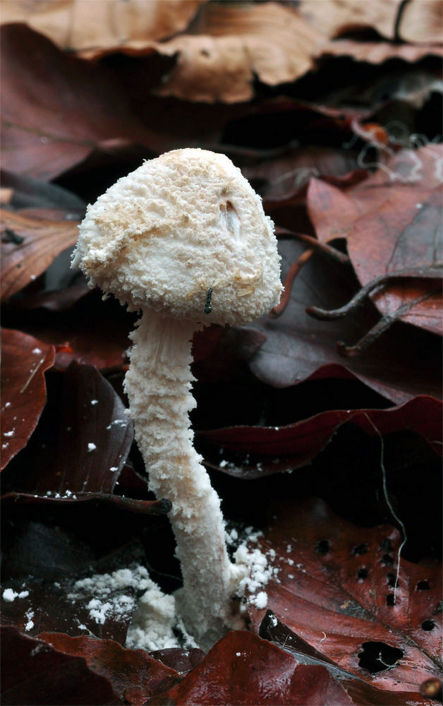 Cystolepiota_adulterina_-_Flockig_puderskivling_(VU)._Sweden,_Skåne,_Ignaberga,_Lommarps_snärje_2014