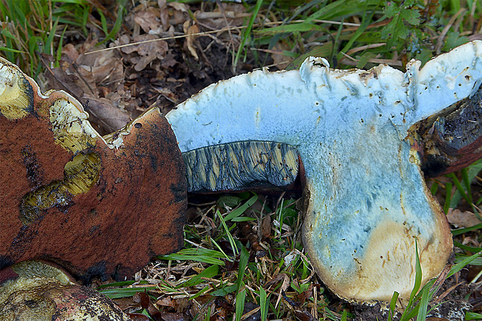 Rubroboletus satanas- Djävulssopp (EN)