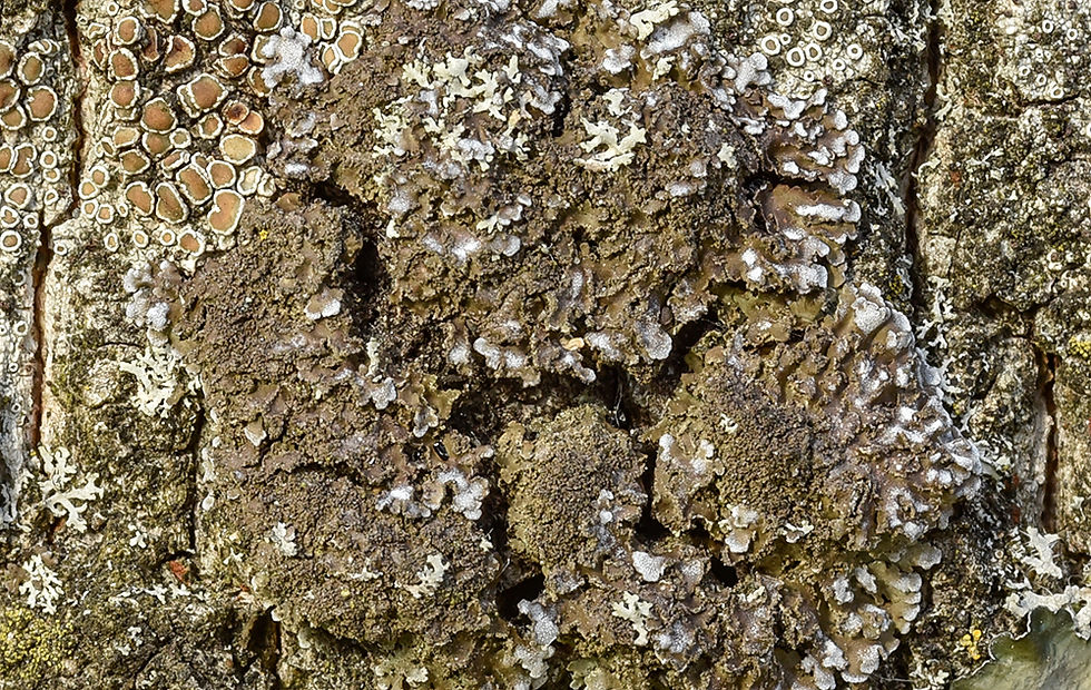 Physconia enteroxantha - Gulkantad dagglav. Sweden, Skåne Höganäs, Ljungvägen