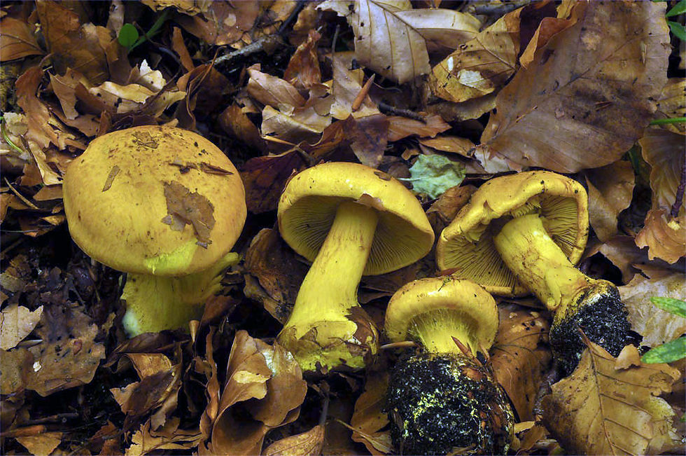 Cortinarius_splendens_-_Svavelspindling_(VU).Sweden,_Skåne,_Degeberga,_Dunderbäcken._2013-09-28._(1)